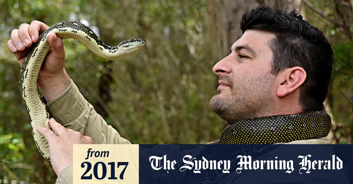 Video Snake breeding season slithers into Sydney